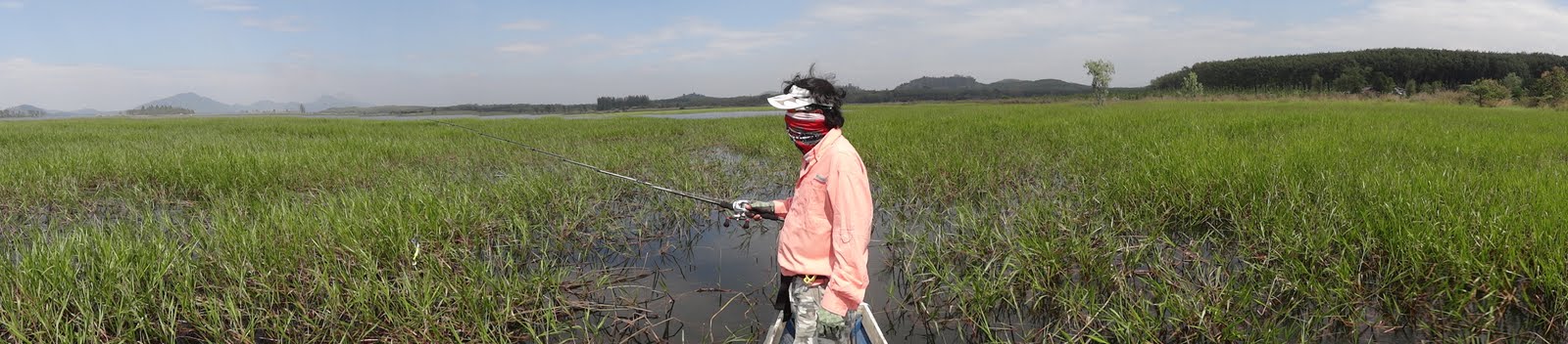 タイの湿地で野生のジャイアントスネークヘッドを狙う